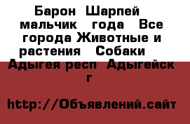 Барон (Шарпей), мальчик 3 года - Все города Животные и растения » Собаки   . Адыгея респ.,Адыгейск г.